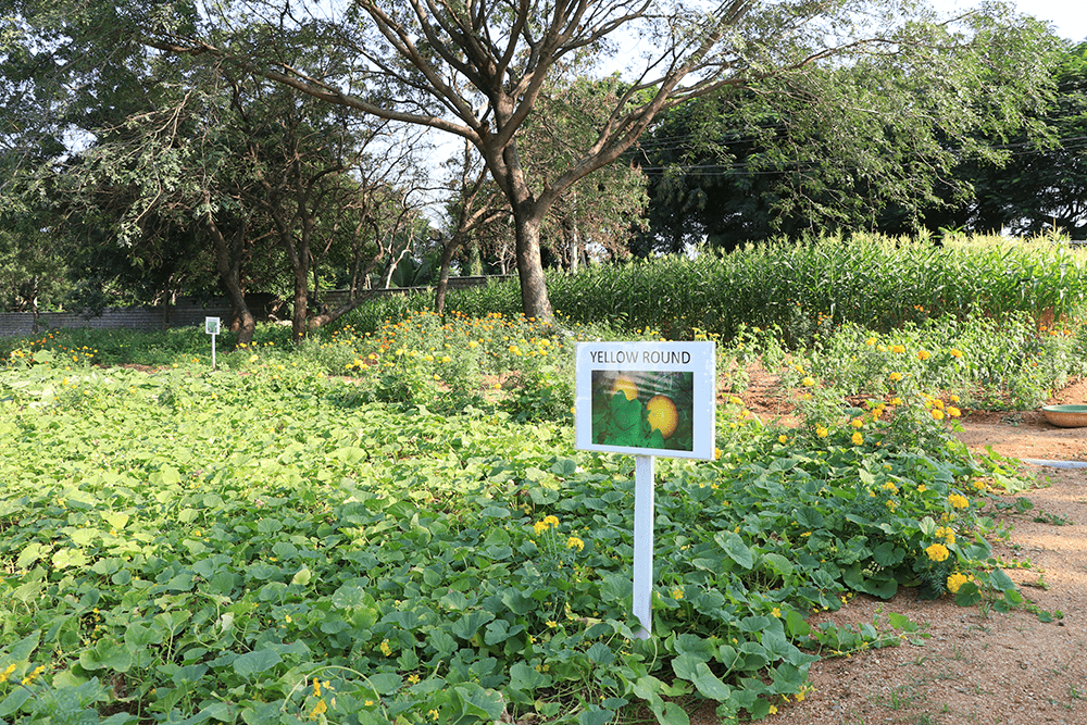 organic-farm-01-min